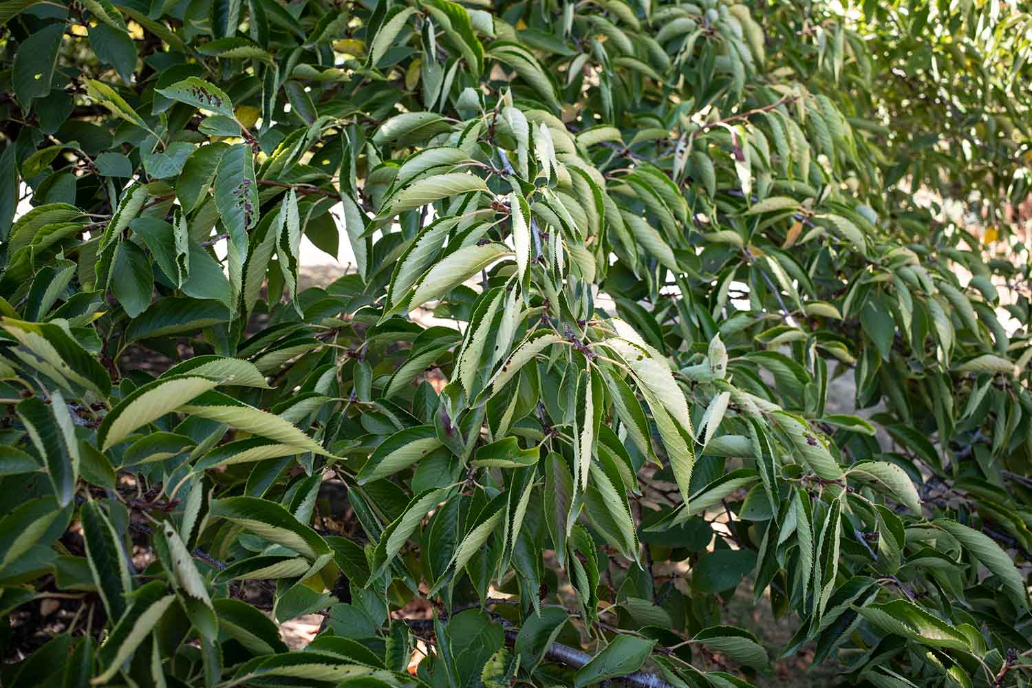 leaves of yoshino cherry tree in drought