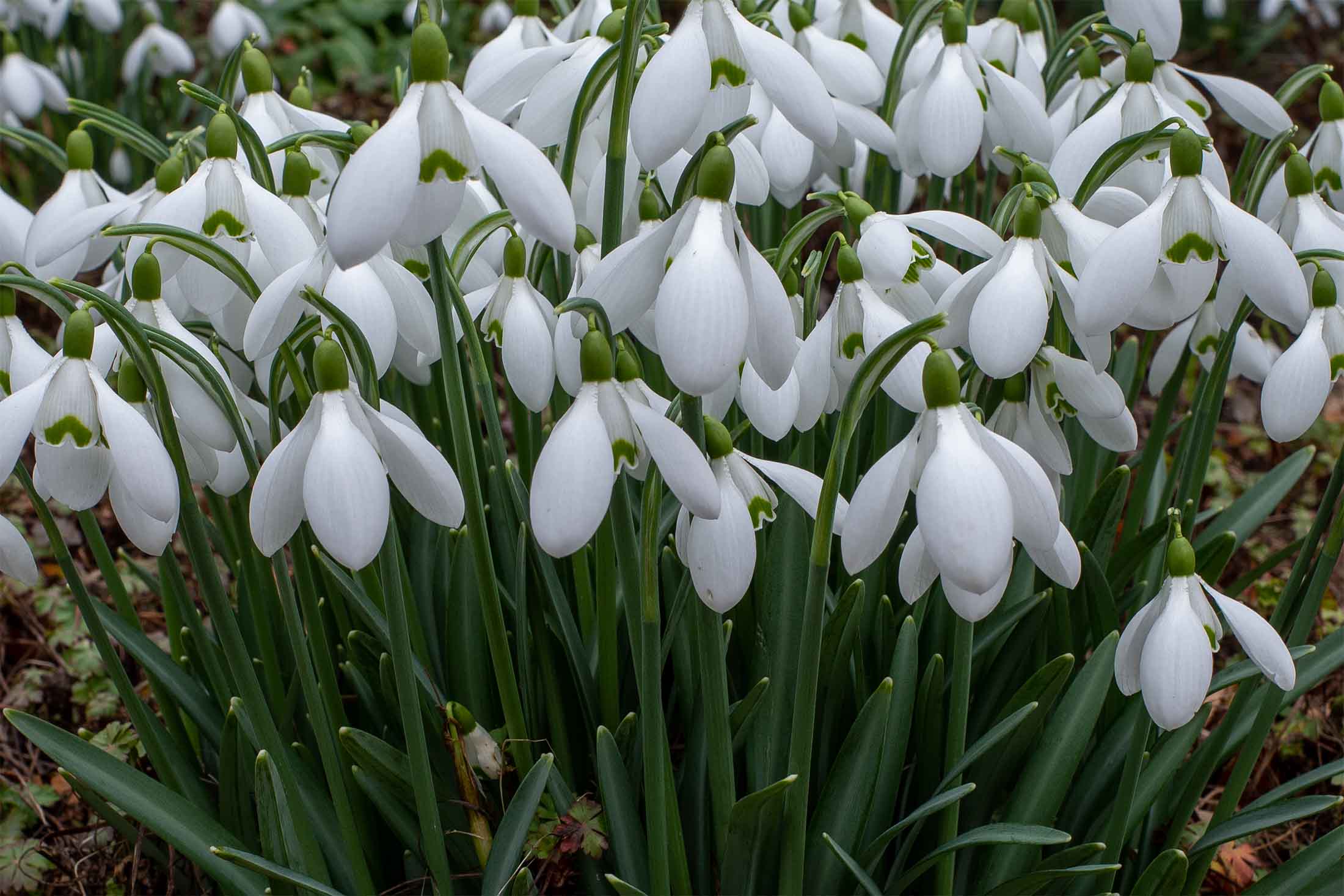 snowdrops