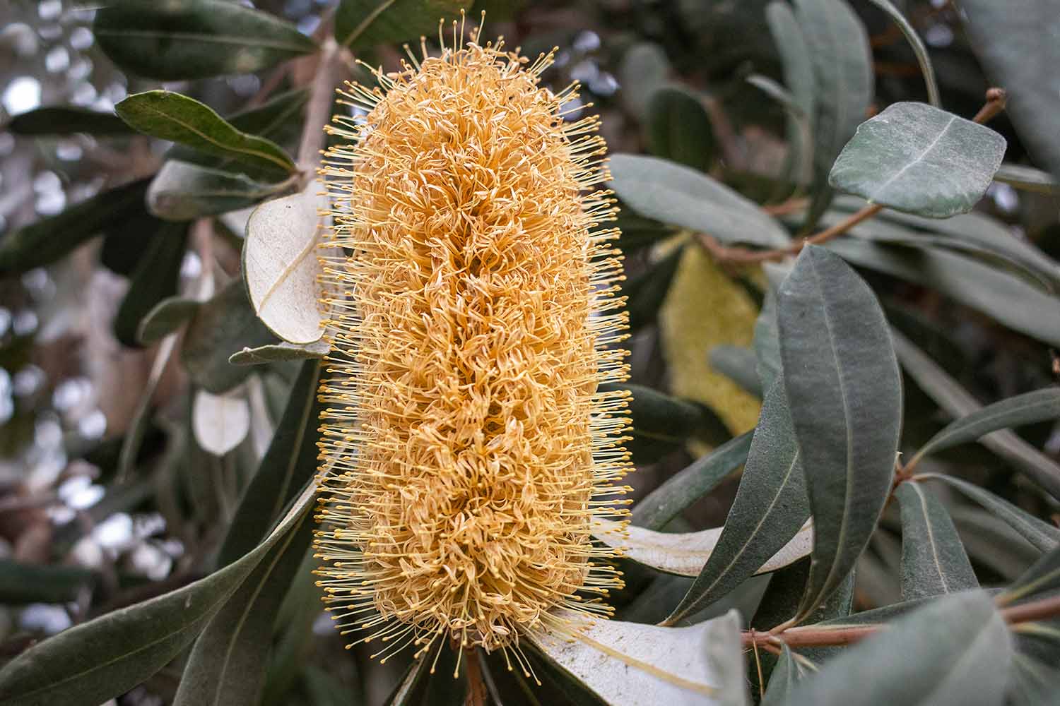 Banksia oblongifolia