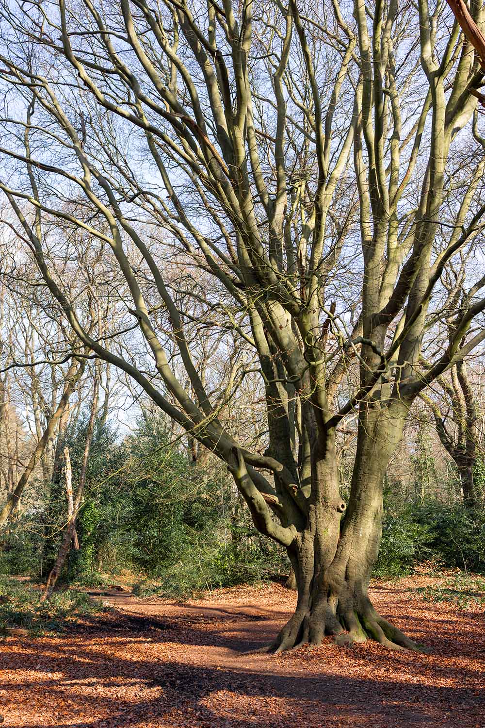 Winter - March - Trees On Hampstead Heath
