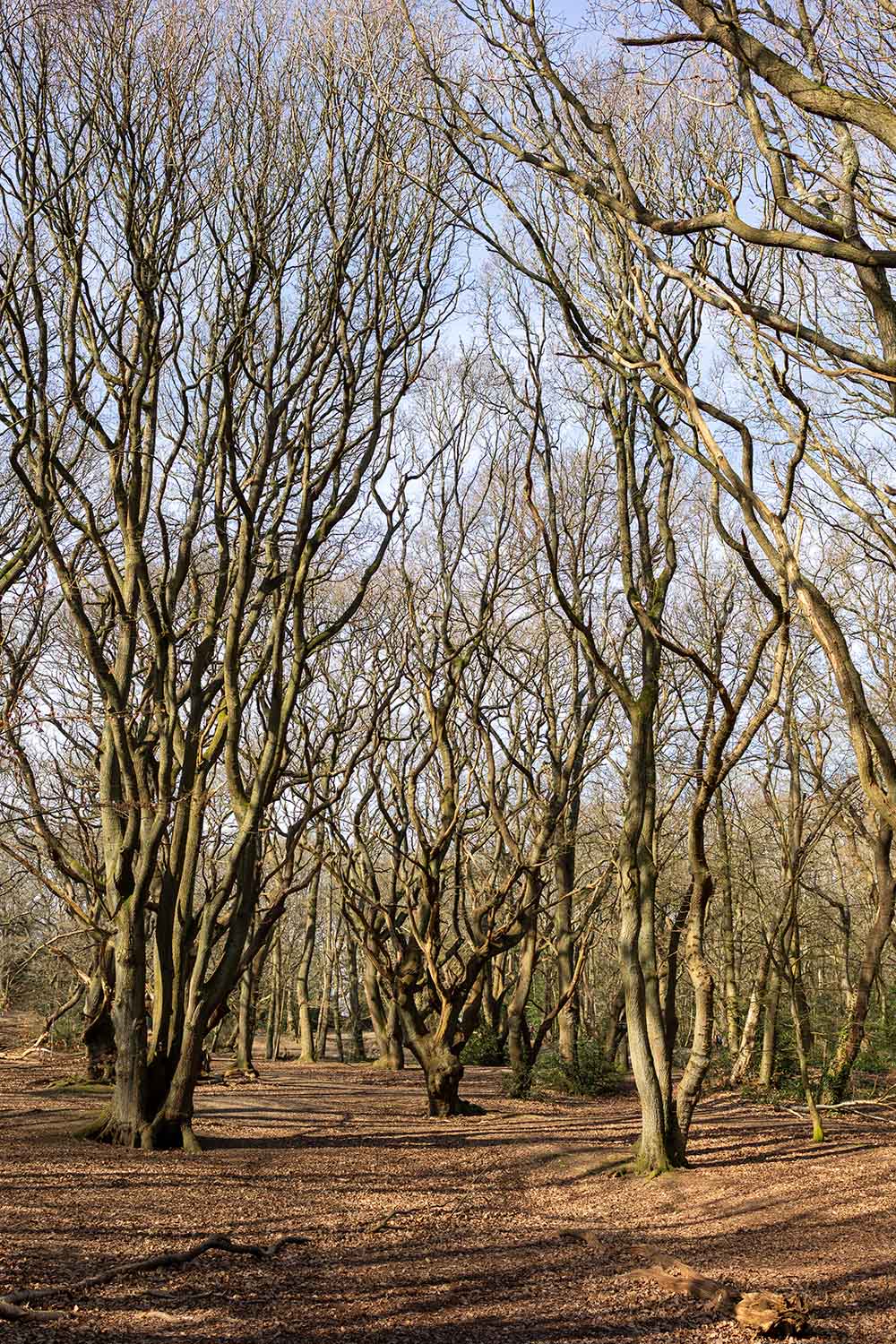 Winter - March - Trees On Hampstead Heath