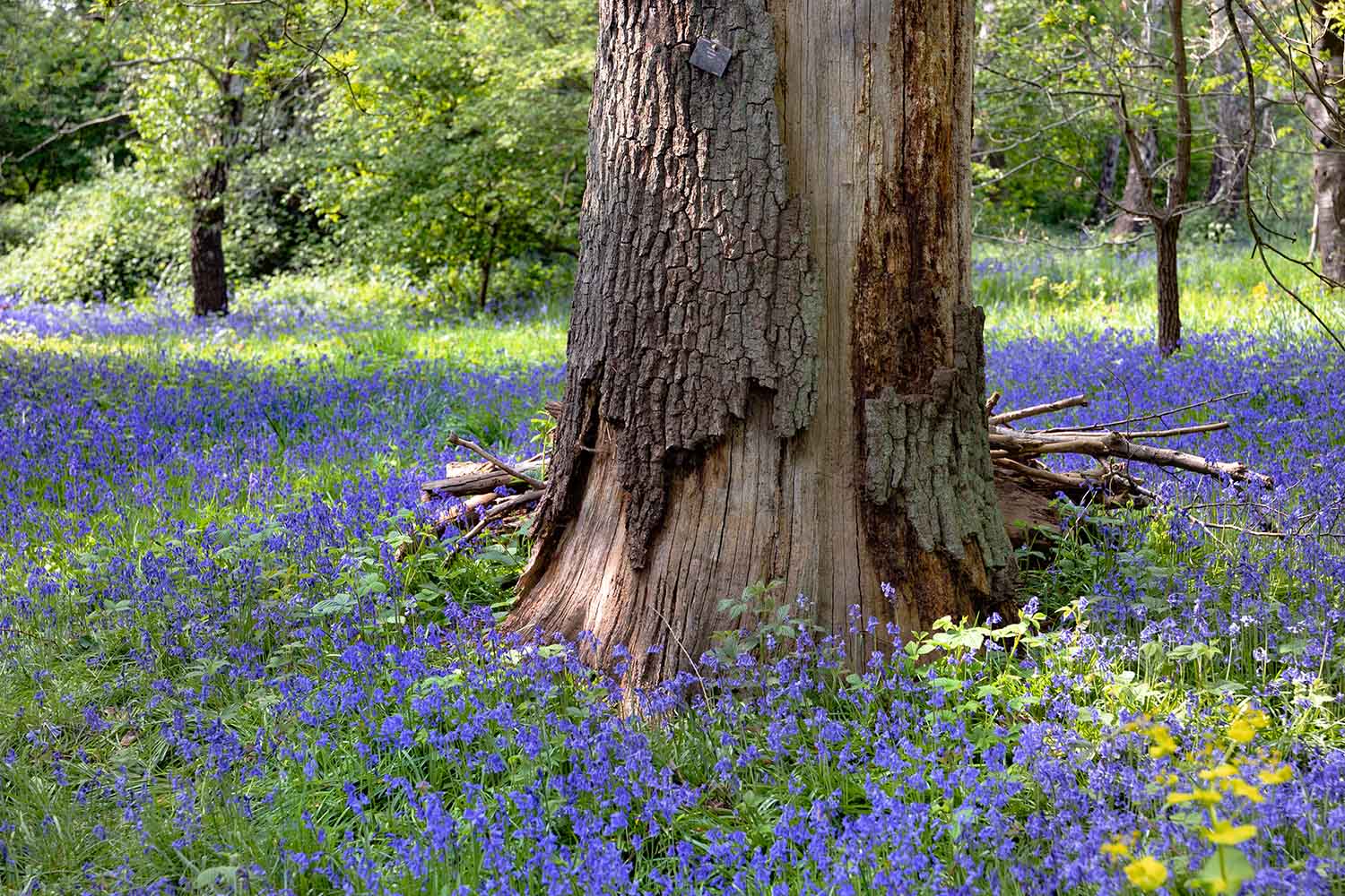 bluebells around a tree at Kew Gardens