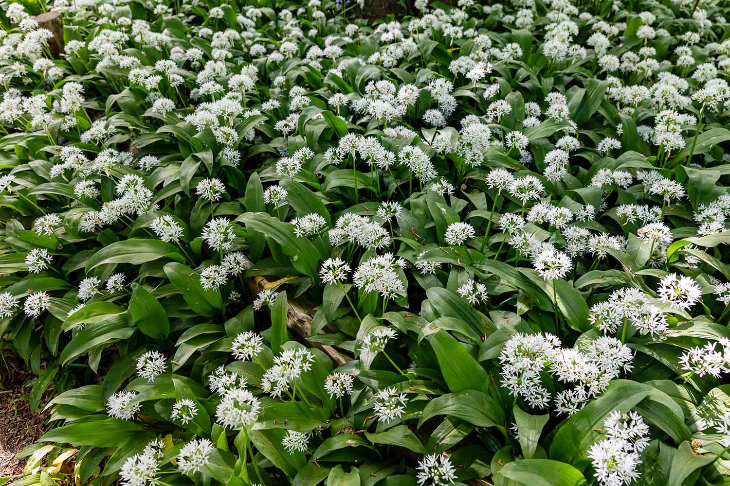 Eurasian wild garlic at Kew